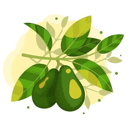 Two avocados on a branch with leaves illustration. Stock vector. Avocado tree branch with sun flare.のイラスト素材