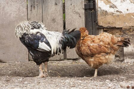 cock and henの写真素材