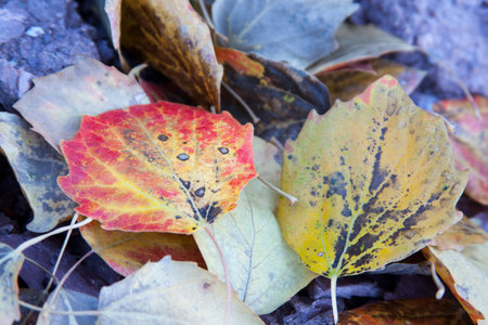in autumn the leaves of the trees fall to the ground