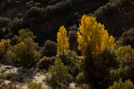 the poplars have changed the color of the leaves in autumnの写真素材