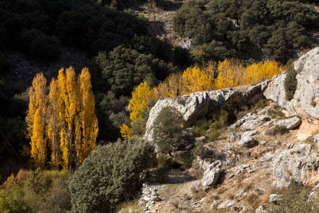 the poplars have changed the color of the leaves in autumnの写真素材