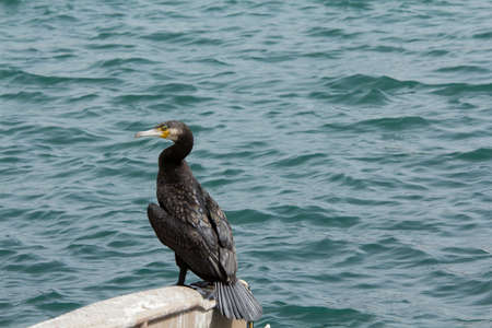 seabirds dry feathers on landの写真素材