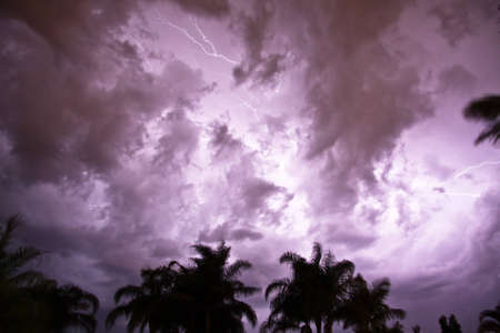 Lightning strikes in the sky with silhouetted palm treesの写真素材