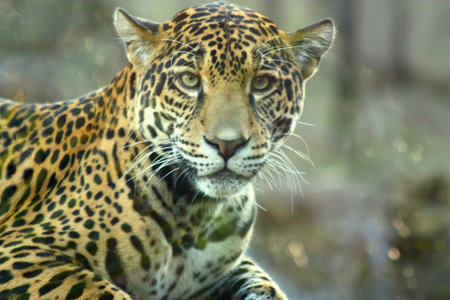 Intense Jaguar stare
