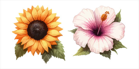 Set of two hibiscus flowers on white background. Vector illustration.のイラスト素材