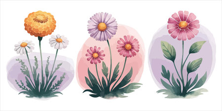 Set of daisies in watercolor style. Vector illustration.のイラスト素材