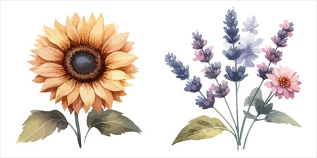 Watercolor set of sunflowers and lavender flowers. Vector illustration.のイラスト素材