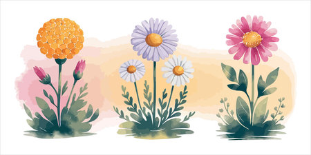 Set of daisies and chamomile. Vector illustration.のイラスト素材