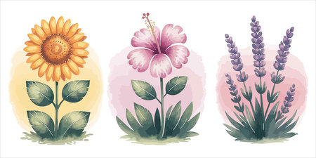 A watercolor painting of a sunflower, hibiscus, and lavender on a white background. Floral and botanical illustration.のイラスト素材