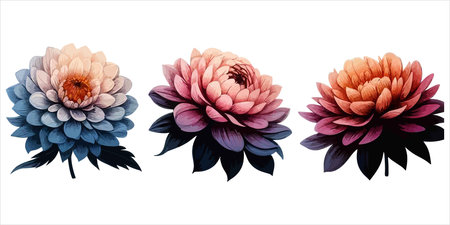 Watercolor painting of dahlia flowers isolated on white background. Floral design elements.のイラスト素材
