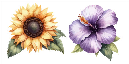 Art of watercolor sunflower and hibiscus isolated on whiteのイラスト素材