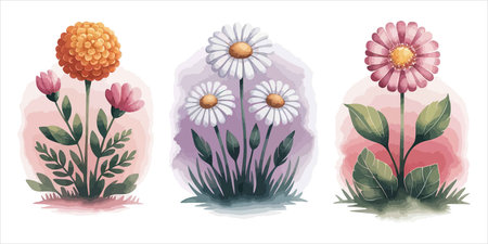 Set of daisies in watercolor style. Vector illustration.のイラスト素材