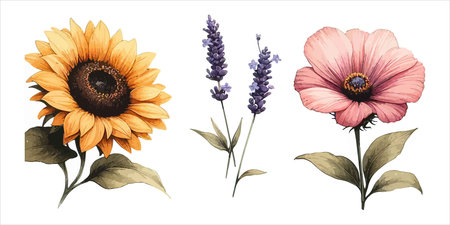 A watercolor painting of a sunflower, lavender, and poppy. The flowers are delicately painted with soft colors, creating a beautiful botanical arrangement.のイラスト素材