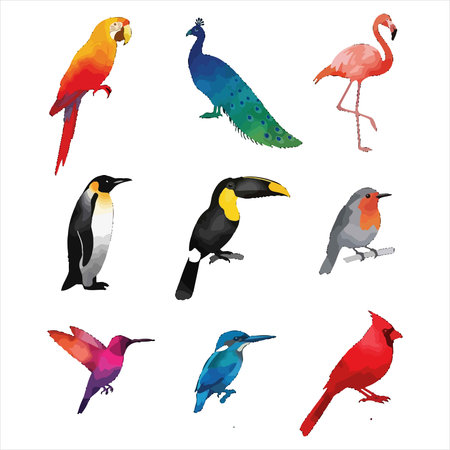 Set of colorful tropical birds isolated on white background. Vector illustration.のイラスト素材