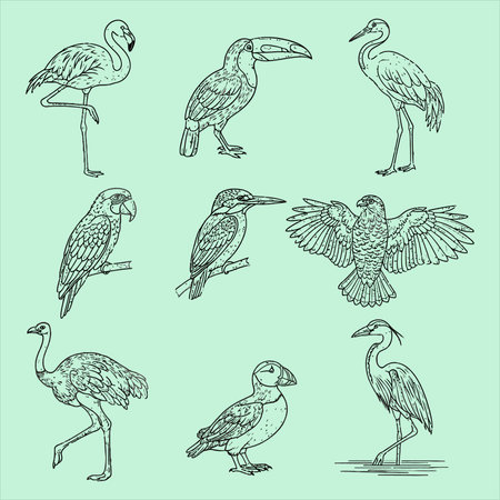 Vector set of hand drawn exotic birds isolated on light green background.のイラスト素材
