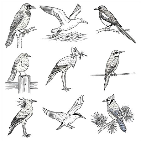 Set of hand drawn birds. Vector illustration isolated on white background.のイラスト素材