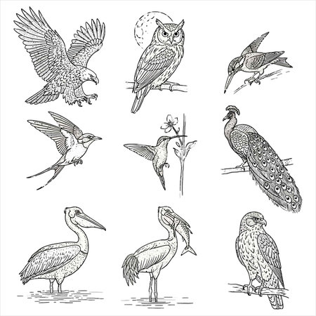 Vector set of hand drawn sketches of birds. Isolated on white background.のイラスト素材