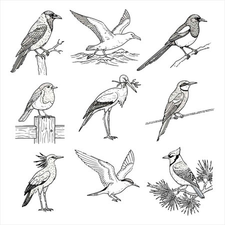 Set of hand drawn birds. Vector illustration. Isolated on white background.のイラスト素材