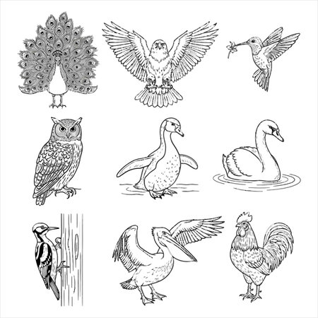 Set of hand drawn vector illustrations of wild birds isolated on white backgroundのイラスト素材