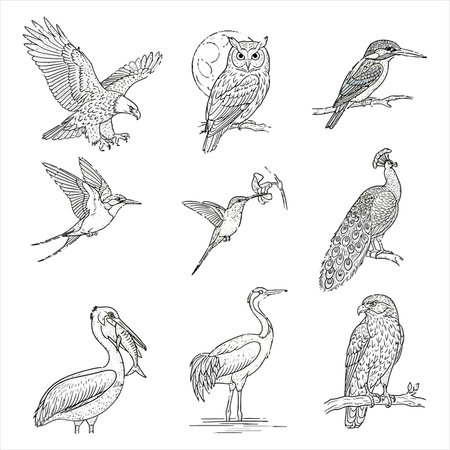 Set of hand drawn doodle birds. Vector sketch illustration.のイラスト素材