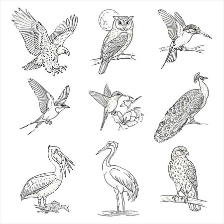 Set of hand drawn vector illustrations of different birds. Isolated on white background.のイラスト素材