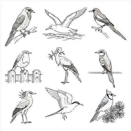 Set of hand drawn birds. Vector illustration isolated on white background.のイラスト素材
