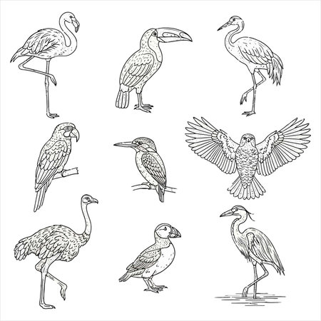 Set of vector hand drawn sketches of tropical birds. Vector illustration.のイラスト素材