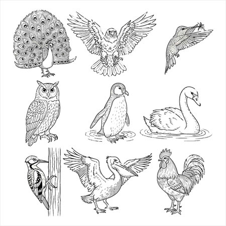 Vector set of hand drawn sketches of wild animals. Owl, swan, goose, duck, goose, swan.のイラスト素材