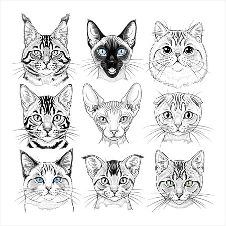 This detailed illustration presents a diverse collection of nine domestic cat breed faces, each captured with intricate line art and subtle shading. Featuring popular breeds like Siamese, British Shorthair, Sphynx, Maine Coon, and Bengal, this artwork highlights the unique characteristics and beauty of felines. Perfect for pet-themed designs, educational materials, and animal welfare campaigns, this illustration celebrates the variety of our beloved household companions.のイラスト素材