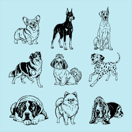 set of vector dog breeds, great dane, corgi, chihuahuaのイラスト素材