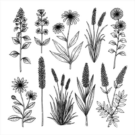 Set of hand drawn medicinal herbs. Black and white vector illustration.のイラスト素材