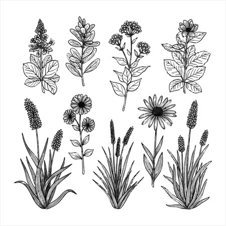 Set of hand drawn medicinal herbs and flowers. Black and white vector illustration.のイラスト素材