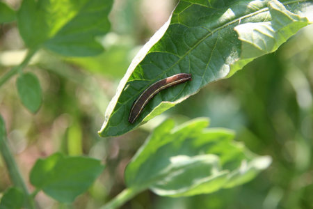 Close-up of a tomato fruitworm on a tomato leaf.