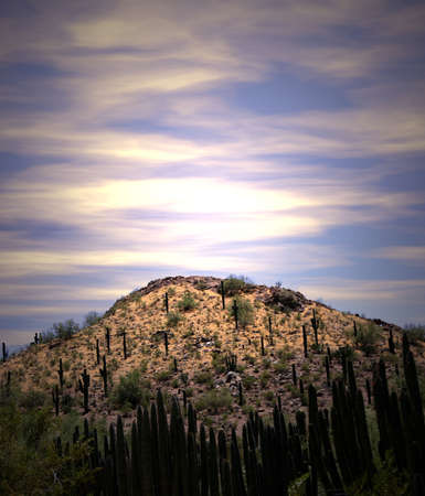 Cacti growing on desert hill. Shot at sunrise.の写真素材