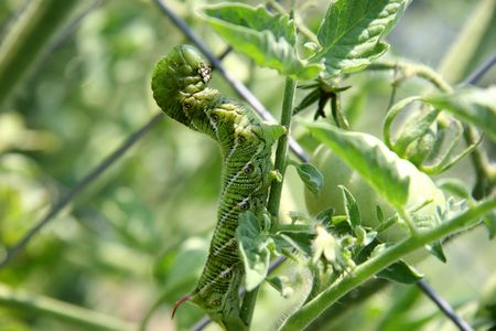 Close-up of a huge tomato hornworm on a tomato plant.の写真素材
