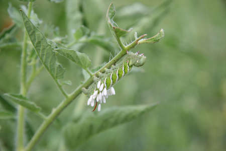 Close-up of a tomato hornworm and eggs.の写真素材
