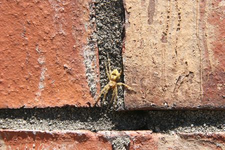 Close-up of yellow spider on brick wall.の写真素材