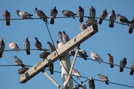 Pigeons on a telephone pole and wiresの写真素材