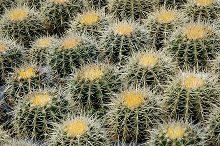 Echinocactus grusonii - golden barrel cactus in a nursery.の写真素材