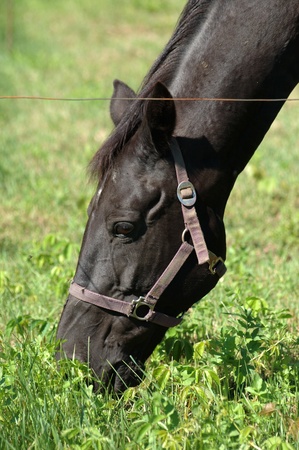 Black horse grazing in a field.の写真素材