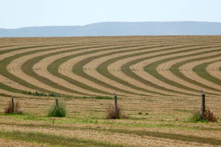 Contours in a hay field during harvesting. This image was taken on Hwy 22 west of Mabton, Washington.の写真素材