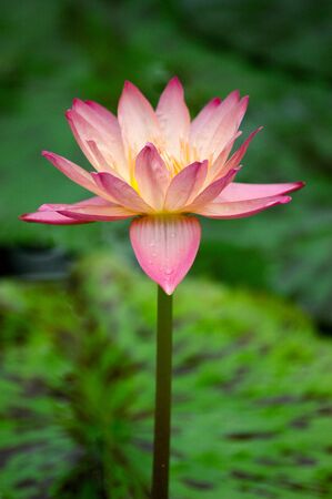 Pink Water Lily, Wisley Gardens, Englandの写真素材