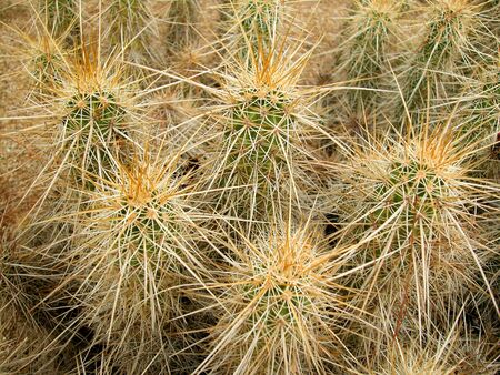 Desert habitat photo of an Echinocereus species (hedgehog cactus) in Arizona.の写真素材