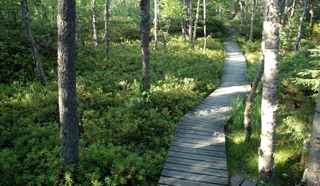 Boardwalk through the woods. Pukaskwa National Park near Marathon, Ontario, Canada.の写真素材