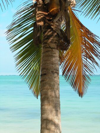 Palm Tree at Punta Cana, Dominican Republicの写真素材