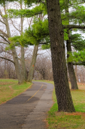 Deteriorating bicycle path passes through a wooded area の写真素材