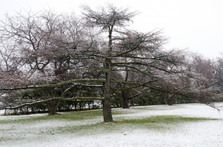 The snow falls for the first time this winter in the Central Experimental Farm and Arboretum in Ottawa, Ontario, Canada の写真素材