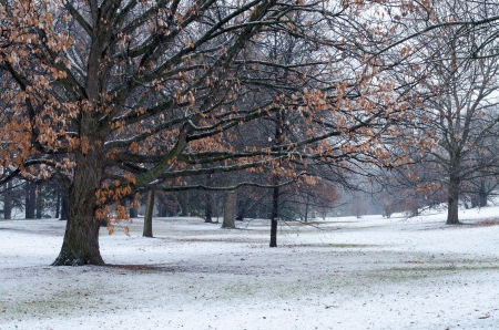 The snow falls for the first time this winter in the Central Experimental Farm and Arboretum in Ottawa, Ontario, Canada の写真素材