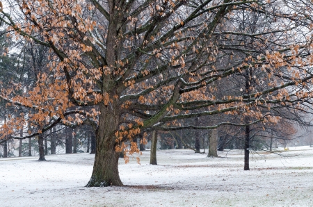 The snow falls for the first time this winter in the Central Experimental Farm and Arboretum in Ottawa, Ontario, Canada の写真素材