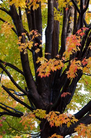 Autumn in My Neighbourhood.の写真素材